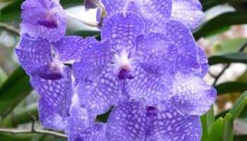 Blue Vanda